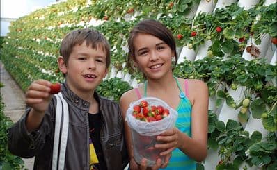 Ricardoes Tomatoes & Strawberries Farm