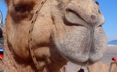 Port Macquarie Camel Safaris
