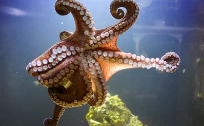 Key West Aquarium