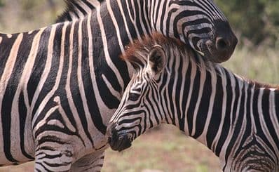 Aachener Tierpark Euregiozoo
