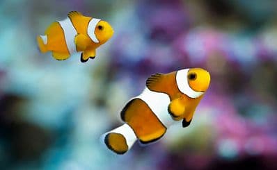 Central Coast Aquarium