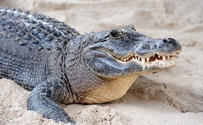 Crocodile Park
