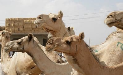 Birqash Camel Market