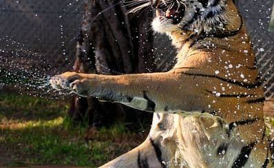 Tiger Kingdom