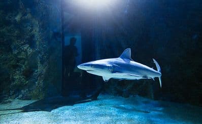 シーライフ・シドニー水族館 / SEA LIFE Sydney Aquarium