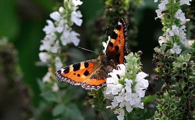 Tiddesley Wood Nature Reserve