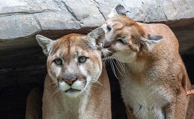 Calgary Zoo