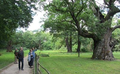 Oak Trees of Rogalin