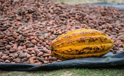 Pointe Baptiste Chocolate Factory