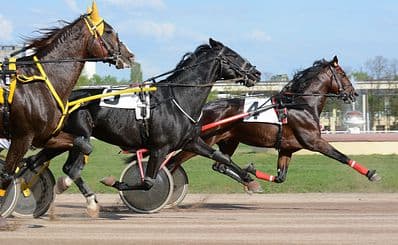 Ålandstravet (Trotting Track)