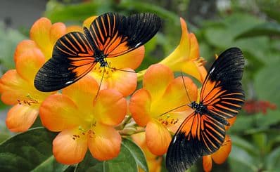 Butterfly World