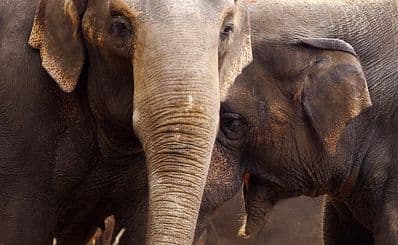 Phnom Tamao Zoological Park and Wildlife Rescue Center (PTWRC)