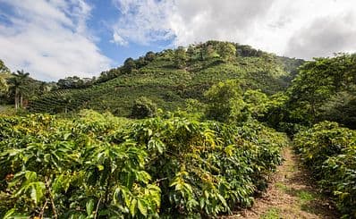 Coffee Tour & Adventure
