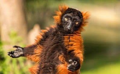 Artis Royal Zoo