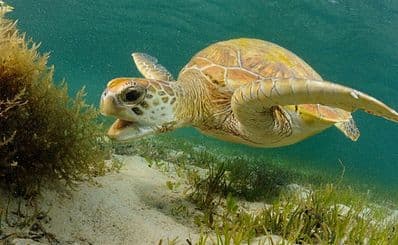 Lord Howe Island Marine Park