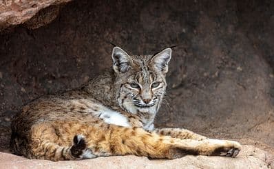 Arizona-Sonora Desert Museum