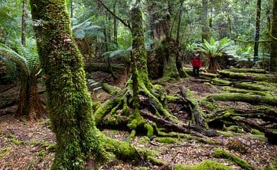 The Tarkine Rainforest Walk