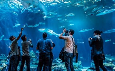 Shedd Aquarium