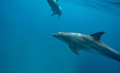 Dolphin Watching