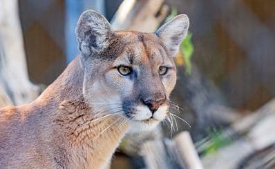 Orange County Zoo