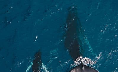 Whale Watching