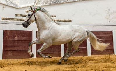 Royal Andalusian School of Equestrian Art