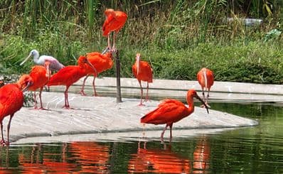 Mandai Wildlife Reserve