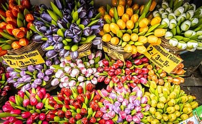 Janskerkhof Bloemenmarkt