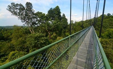 MacRitchie Reservoir & Nature Trail