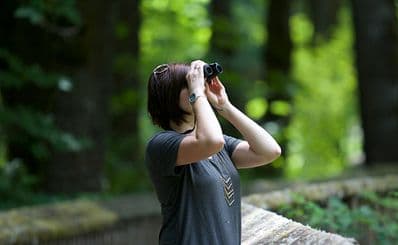 Observation d'oiseaux