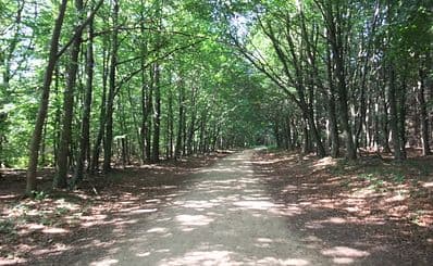 Sherwood Forest