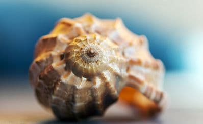 Bailey-Matthews National Shell Museum & Aquarium