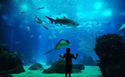 Lisbon Oceanarium