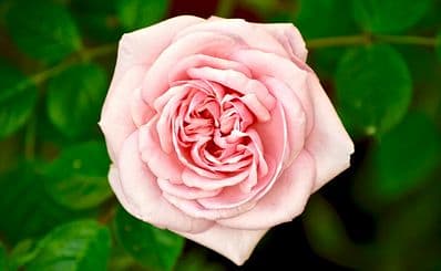 Rose Farms and Factories