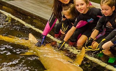 Irukandji Shark & Ray Encounters