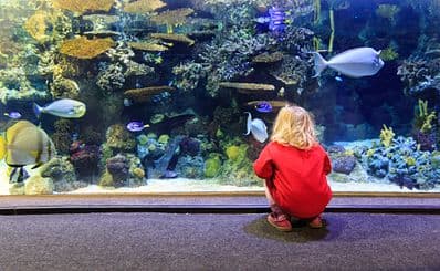 SEA LIFE London Aquarium