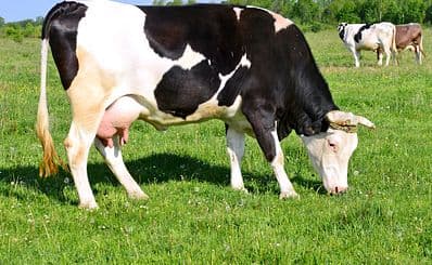 Mini Dairy Farm Veronika