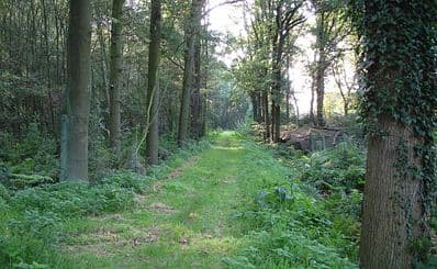 Hondsbossen
