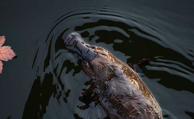 Bombala Platypus Reserve