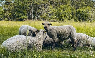 Smultronboda Sheep Farm