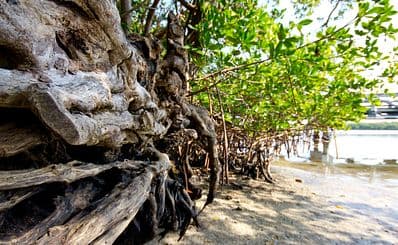 John D. MacArthur Beach State Park
