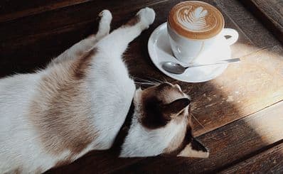 The Cafe Meow