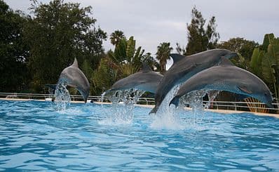 Dolphin Marine Conservation Park