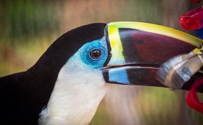 San Antonio Zoo