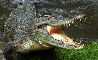 Crocodylus Park