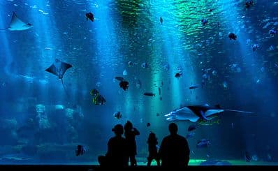 Interactive Aquarium