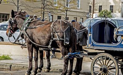 Palmetto Carriage Tour