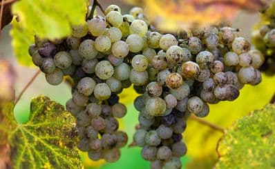 Clos Lapeyre