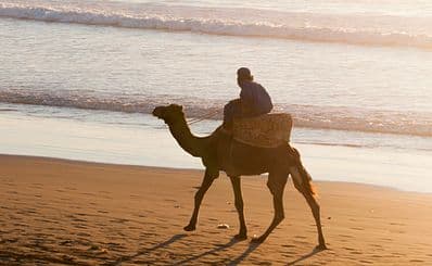 Camel Rides