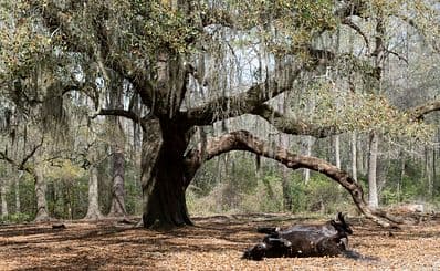 Brookgreen Gardens